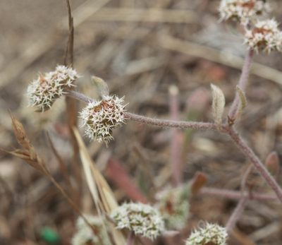 Chorizanthe cuspidata, photographed by Scott Loarie