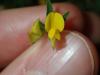 Lotus angustissimus, photographed by Thomas Mesaglio