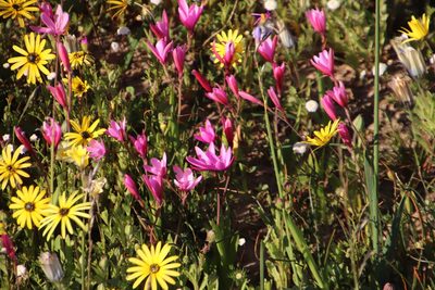 Hesperantha pauciflora, photographed by Tony Rebelo