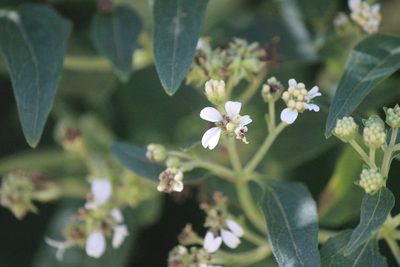 Montanoa tomentosa, photographed by José Belem Hernández Díaz