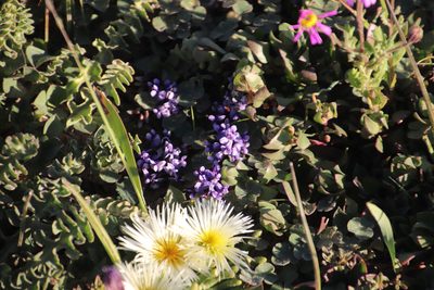 Dolichos decumbens, photographed by Tony Rebelo