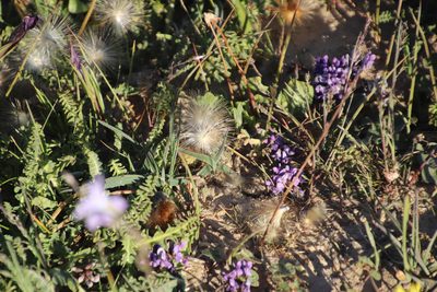 Othonna hederifolia, photographed by Tony Rebelo