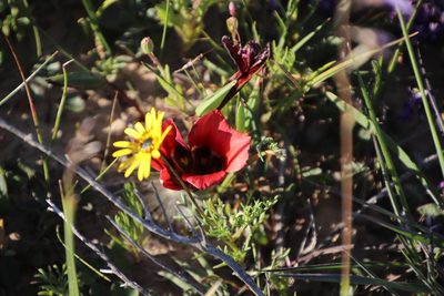 Romulea monadelpha, photographed by Tony Rebelo
