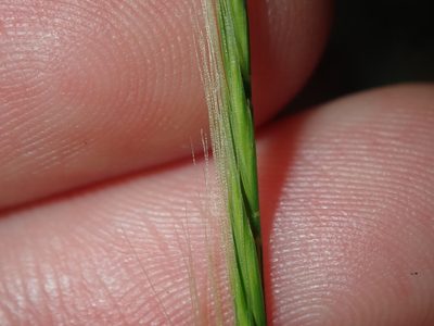 Festuca muralis, photographed by Thomas Mesaglio
