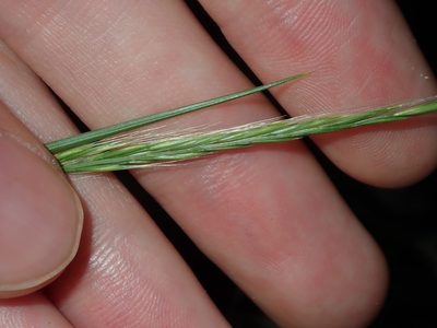 Festuca muralis, photographed by Thomas Mesaglio