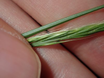Festuca muralis, photographed by Thomas Mesaglio