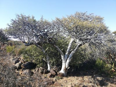 Boscia oleoides, photographed by Christiaan Viljoen
