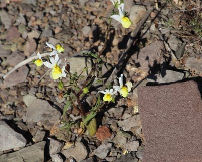 Nemesia anisocarpa, photographed by Tony Rebelo
