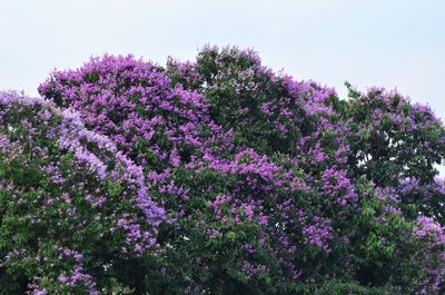 Lagerstroemia speciosa, photographed by Anirban Datta-Roy