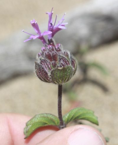Monardella sinuata, photographed by Scott Loarie