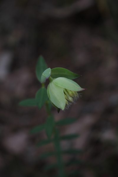 Pimelea lehmanniana, photographed by Em Lamond