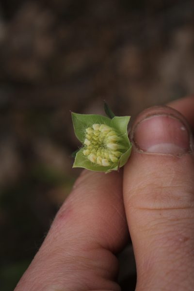 Pimelea lehmanniana, photographed by Em Lamond