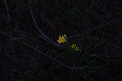 Hibbertia cunninghamii, photographed by Em Lamond