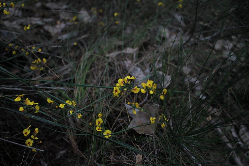 Sphaerolobium alatum, photographed by Em Lamond