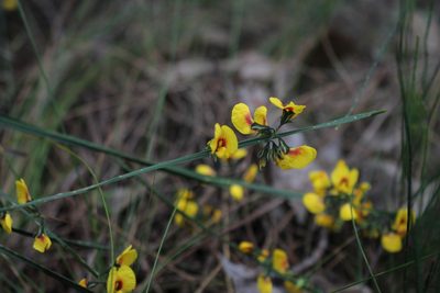 Sphaerolobium alatum, photographed by Em Lamond
