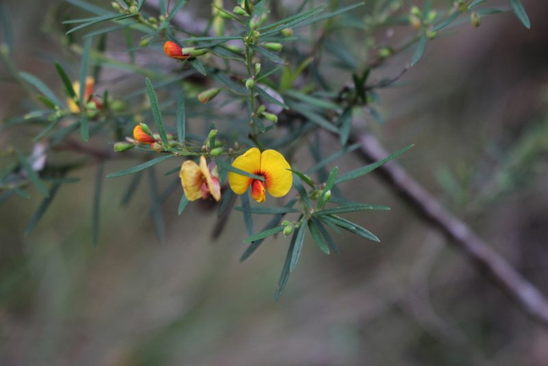 Bossiaea linophylla, photographed by Em Lamond