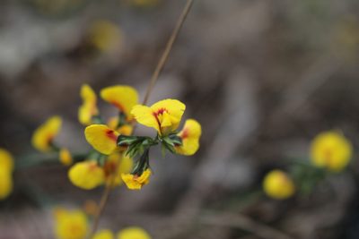 Sphaerolobium alatum, photographed by Em Lamond