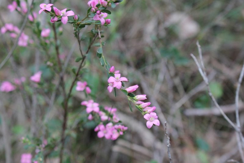 Boronia crenulata, photographed by Em Lamond