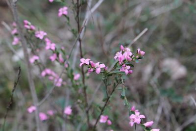 Boronia crenulata, photographed by Em Lamond