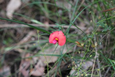 Gompholobium polymorphum, photographed by Em Lamond