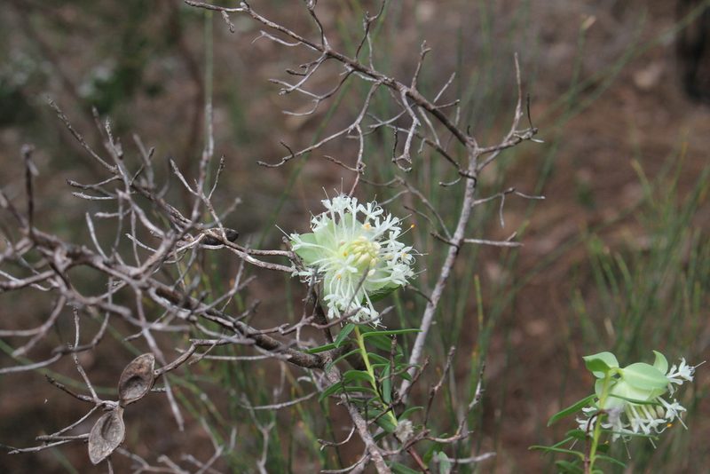 Pimelea lehmanniana, photographed by Em Lamond