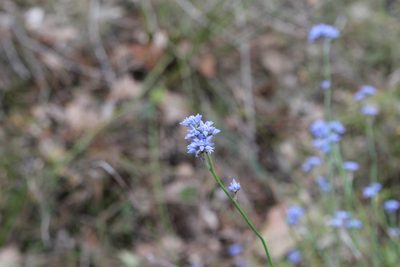Conospermum caeruleum, photographed by Em Lamond