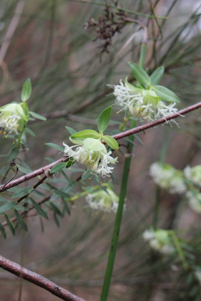 Pimelea lehmanniana, photographed by Em Lamond