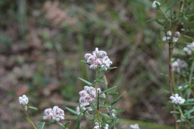 Grevillea occidentalis, photographed by Em Lamond