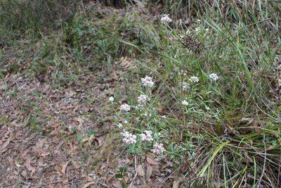 Grevillea occidentalis, photographed by Em Lamond