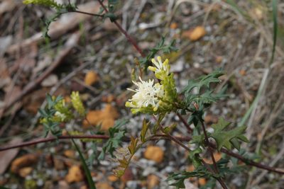 Grevillea pulchella, photographed by Em Lamond