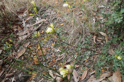 Grevillea pulchella, photographed by Em Lamond