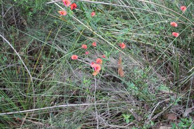 Gompholobium polymorphum, photographed by Em Lamond