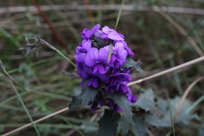 Hovea chorizemifolia, photographed by Em Lamond