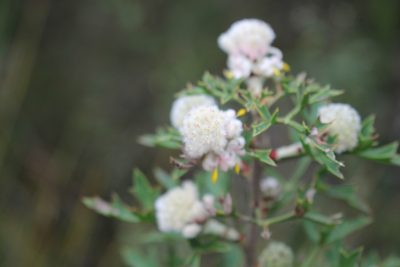 Petrophile diversifolia, photographed by Em Lamond