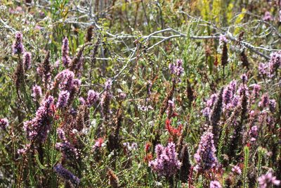 Andersonia caerulea, photographed by Em Lamond