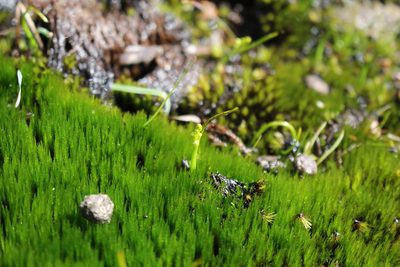Microtis atrata, photographed by Em Lamond