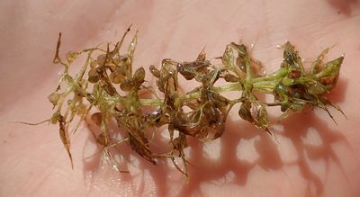 Utricularia raynalii, photographed by Robert Taylor