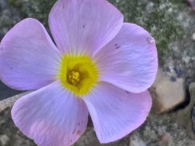 Oxalis algoensis, photographed by kevin koen