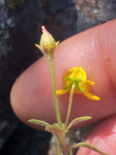 Hemimeris gracilis, photographed by kevin koen
