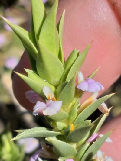 Muraltia cliffortiifolia, photographed by kevin koen