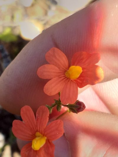 Nemesia pageae, photographed by kevin koen