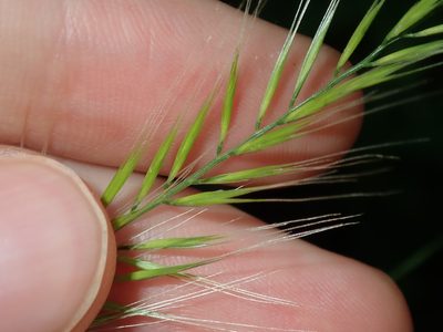 Festuca bromoides, photographed by Thomas Mesaglio