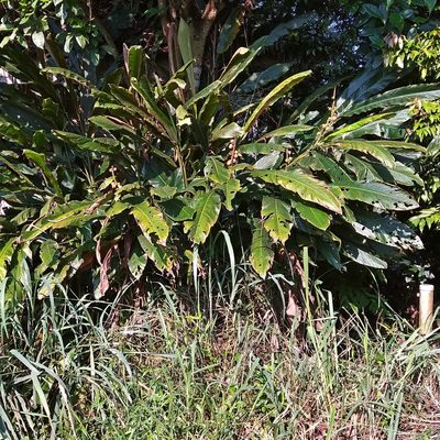 Alpinia malaccensis, photographed by Abu Hamas