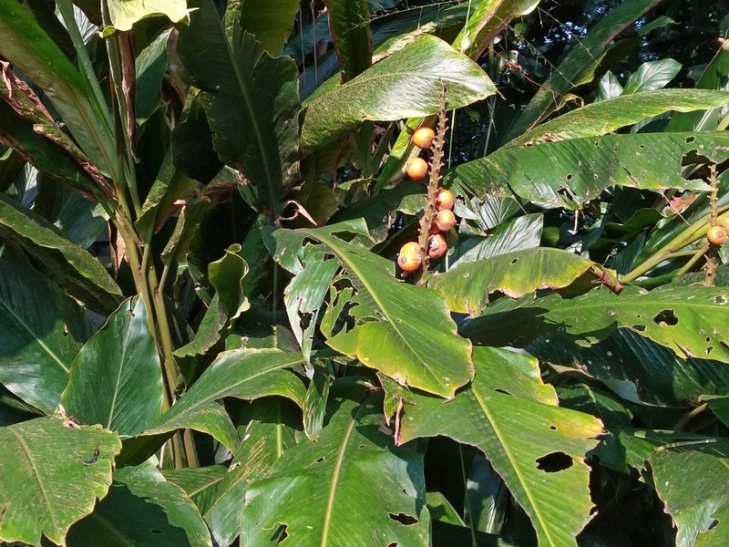 Alpinia malaccensis, photographed by Abu Hamas