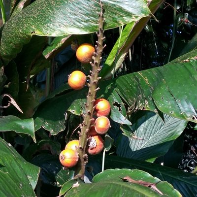 Alpinia malaccensis, photographed by Abu Hamas