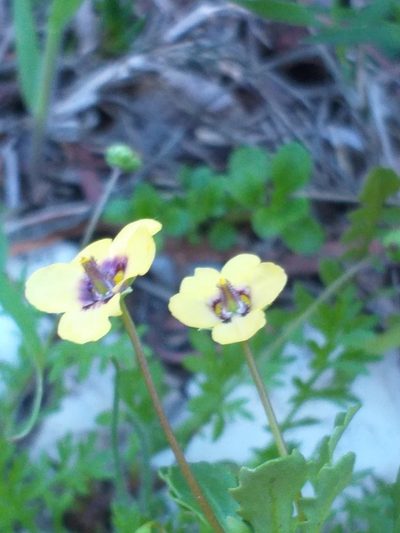 Diascia bicolor, photographed by kevin koen