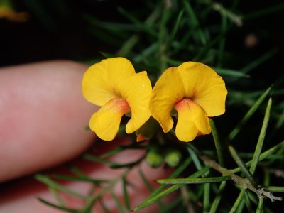 Dillwynia sieberi, photographed by Thomas Mesaglio