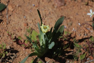 Ferraria macrochlamys, photographed by Noeleen du Toit