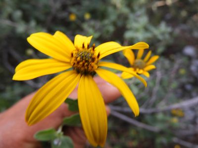 Calanticaria greggii, photographed by Leticia Jiménez Hernández