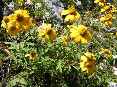 Heliopsis parvifolia, photographed by Leticia Jiménez Hernández